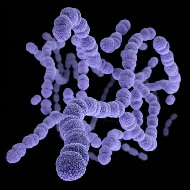 Стрептококки пневмококки. Стафилококки стрептококки пневмококки. Streptococcus pneumoniae (пневмококк). Стрептококк SPP.