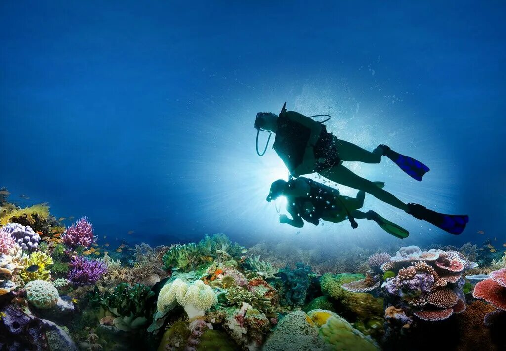 Sea dive. Скуба дайвинг. Подводный риф Марса Алам. Мексика Сеноты дайвинг. Красное море погружение с аквалангом.
