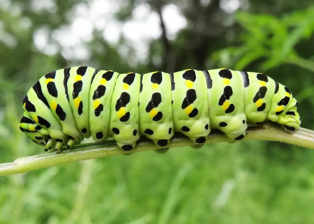 Катерпиллер гусеница. Личинка чешуекрылых. Личинка бабочки махаон. Личинка чешуекрылых. Бражник вьюнковый гусеница.