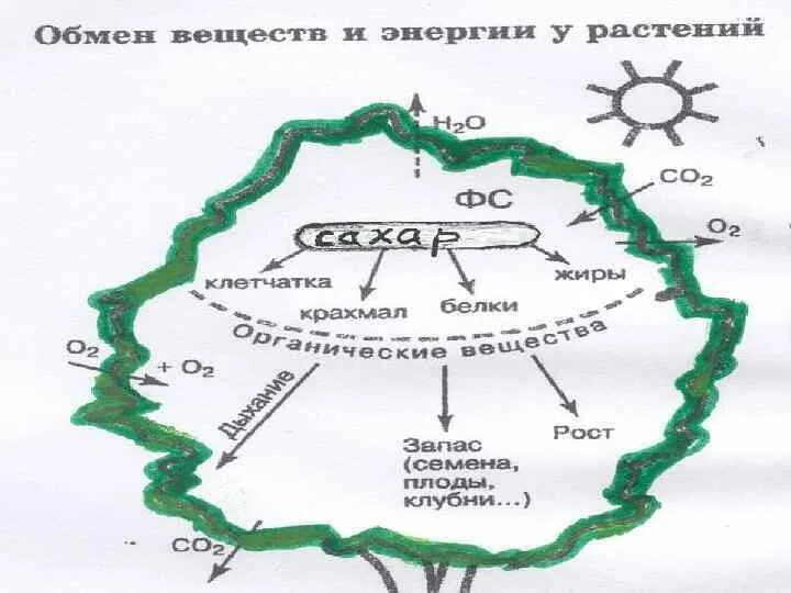 Обмен веществ у растений тест 6 класс. Схема обмена веществ у растений. Обмен веществ у растений 6 класс. Дыхание и обмен веществ у растений 6 класс. Обмен веществ у растений 6 класс биология.