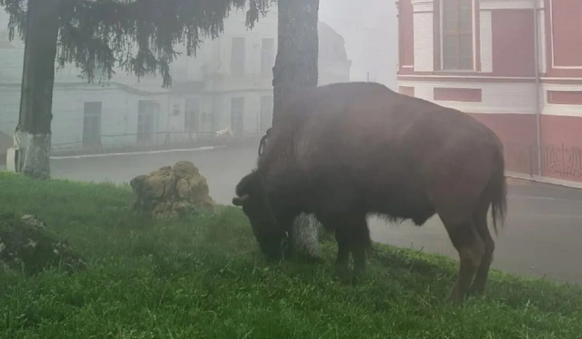 Бизон в Курске. Бизон сбежал из цирка Курск. ЗУБР В цирке. ЗУБР В Курске. Сбежавший цирк