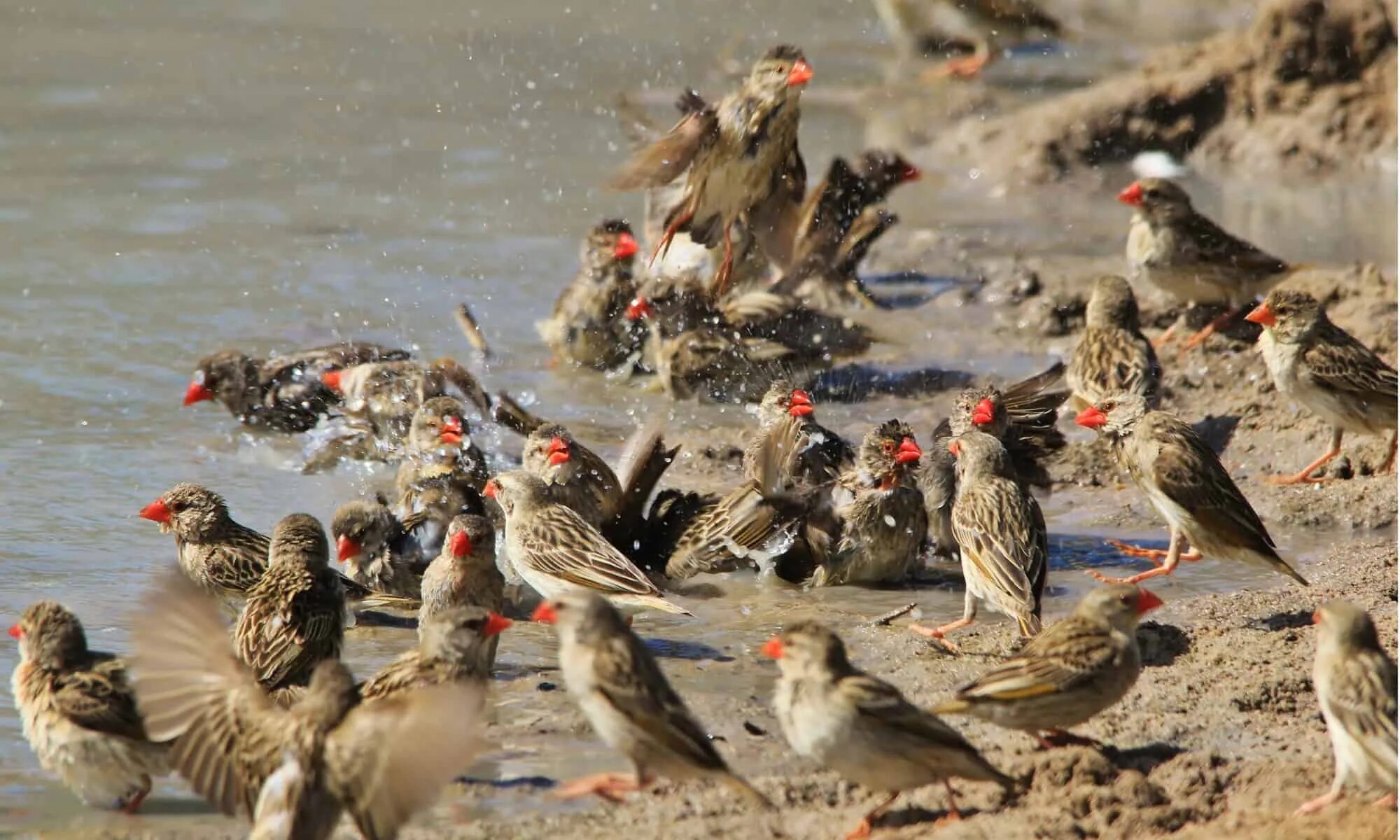 Birds killing. Дикие птицы кукарекают. Дикая птица свертятники. Красноклювый Ткач зимой. Приют для птиц в Краснодарском крае.