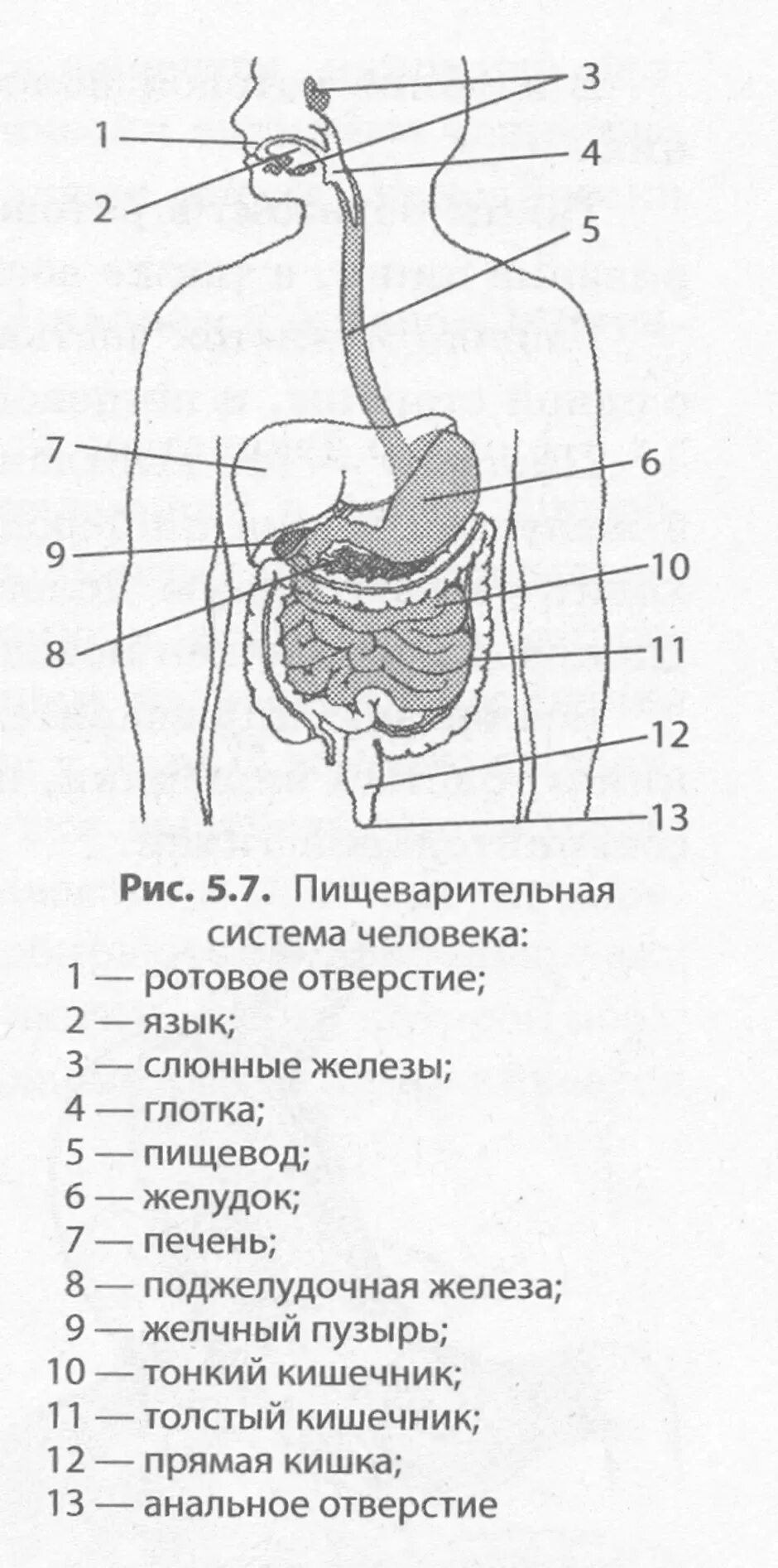 Пищеварительная система человека схема. Схема строения пищеварительного тракта. Строение структуры пищеварительной системы. Схема органов пищеварительной системы человека функции.