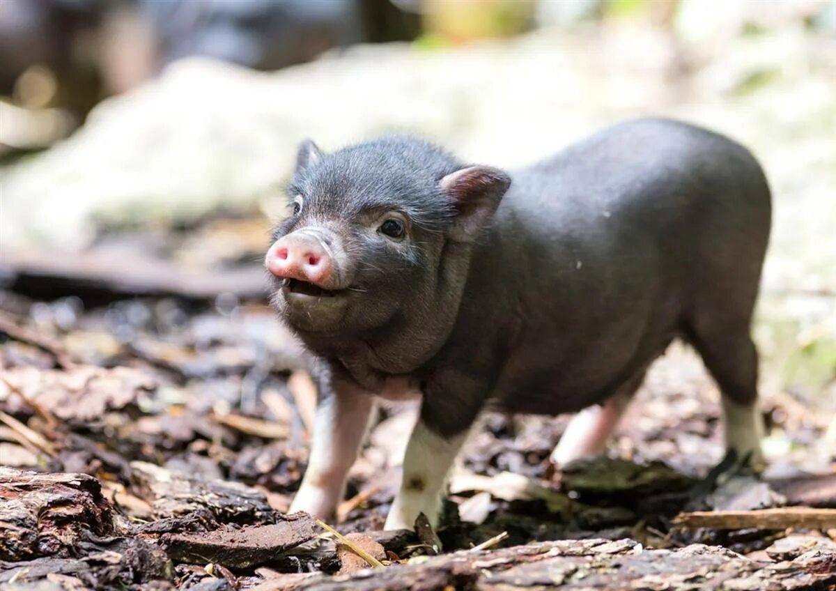 Pig свинья. Поросенок минипиг. Геттингенский минипиг. Минипиг кабанчик. Мини Пигги Свинка карликовая.