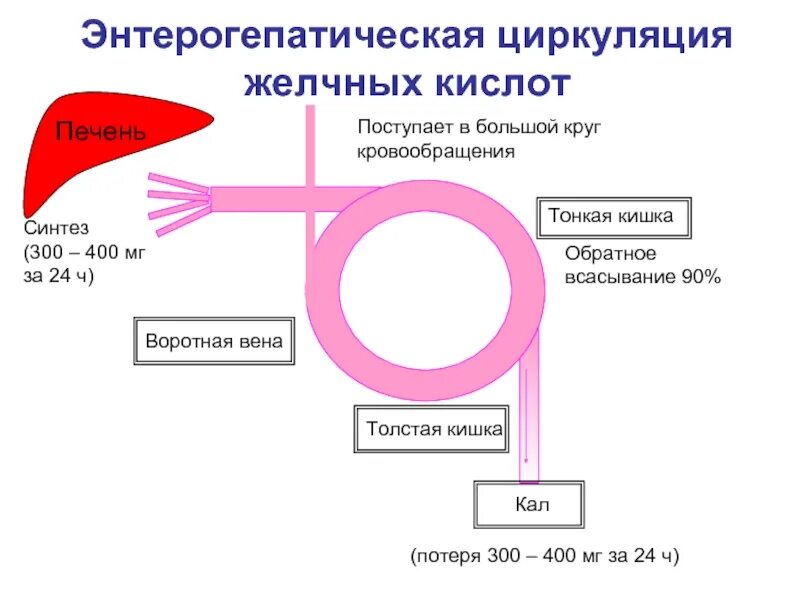 Кал на желчные кислоты. Схема циркуляции желчных кислот. Схема гепатоэнтеральной циркуляции желчных кислот.. Энтерогепатическая циркуляция желчных кислот. Схема энтерогепатической циркуляции желчных кислот биохимия.