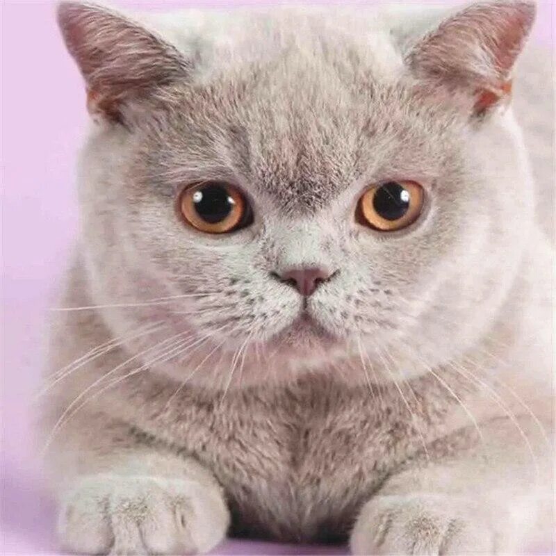 Prionailurus bengalensis. Кот под названием. Короткошерстная европейская кошка биколор. Пробы кошек с названиями. Породы кошек с названиями.