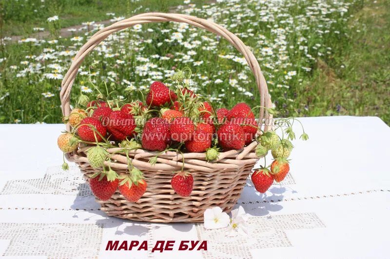 Маре де буа сорт клубники. Маре де буа сорт клубники
