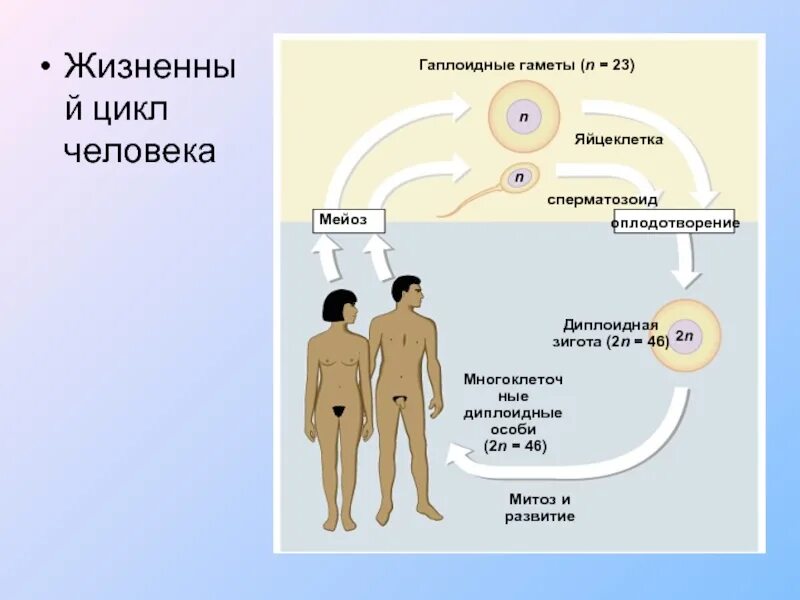 Размножение и развитие человека 8. Жизненный цикл человека биология. Цикл размножения человека. Размножение людей. Половое размножение человека биология.