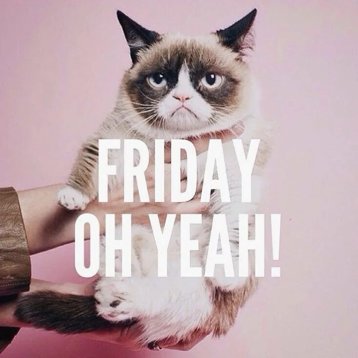 Ура пятница котики. Пятничный котик. Грозный котенок. Friday cat. – я тоже рад тебя видеть.