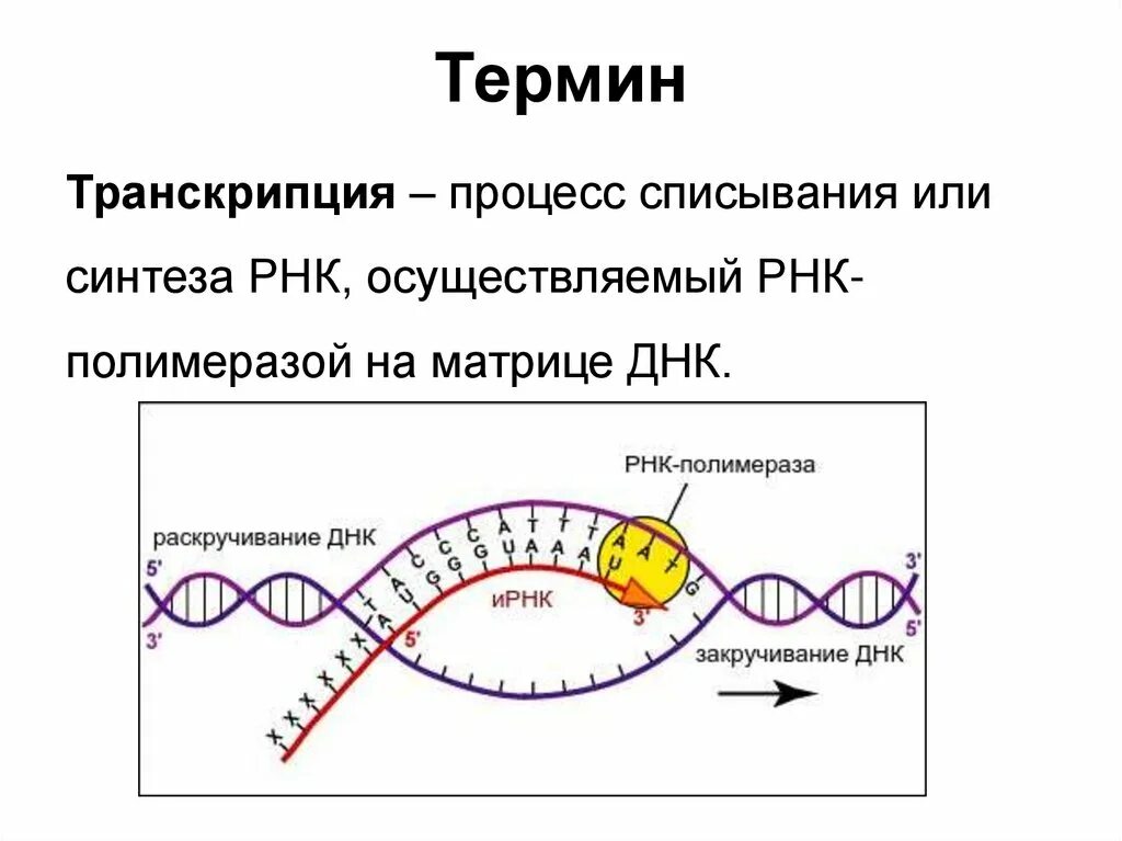 Описание процесса транскрипции. Схема процесса транскрипции. Процесс транскрипции происходит. Процесс транскрипции в биологии. В процессе транскрипции участвует.