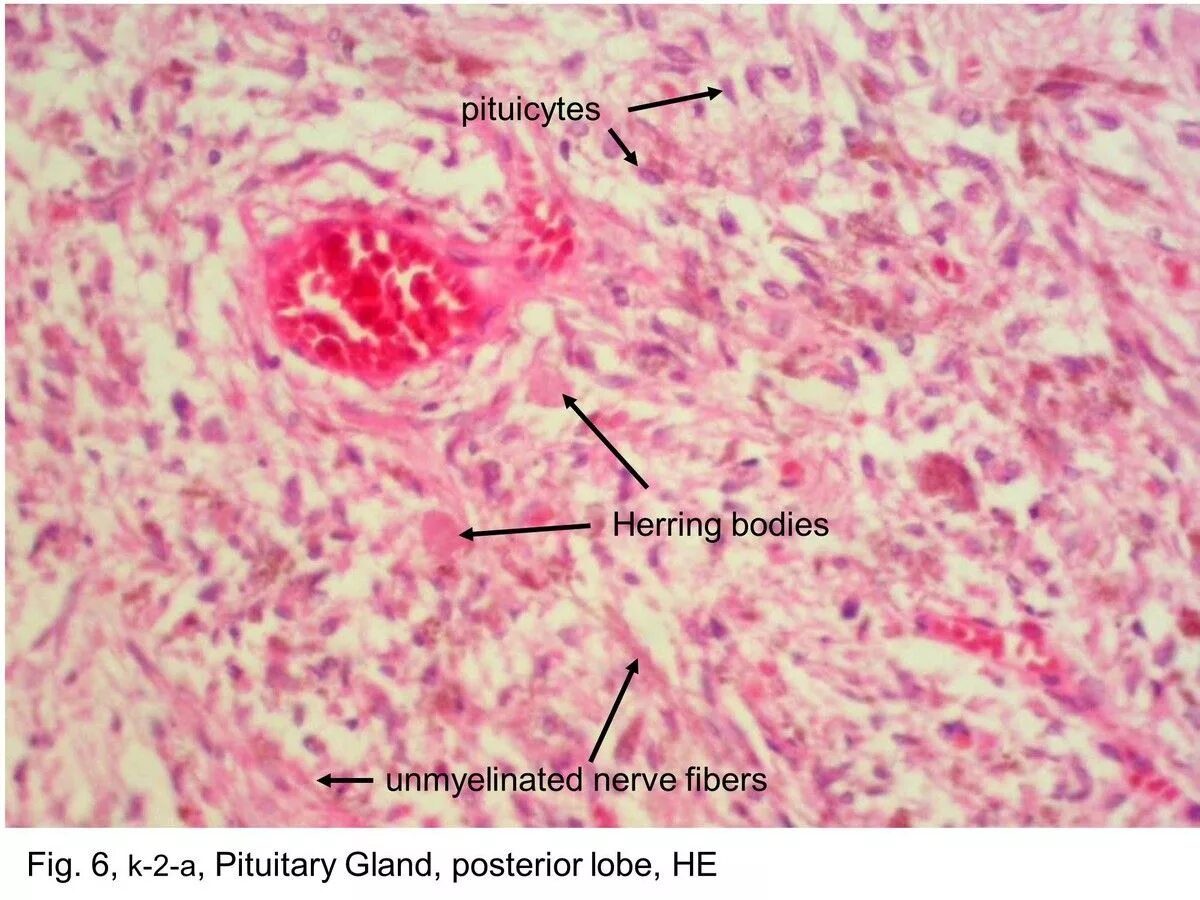 Pituitary Gland гистология. Нервные волокна гипофиза гистология.