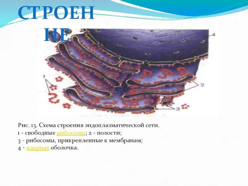 К мембране прикрепляются рибосомы комплекс Гольджи. 2. Строение эндоплазматической сети (ретикулума).. Рис13 эндоплазматическая сеть. Эндоплазматический ретикулум растительной клетки.