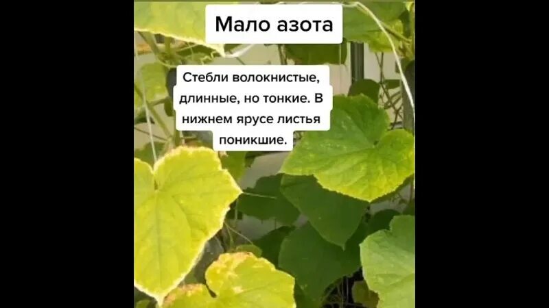 Чего не хватает огурцам. Каких микроэлементов не хватает огурцам. Листья огурцов чего не хватает. Нехватка микроэлементов у огурцов по листьям.