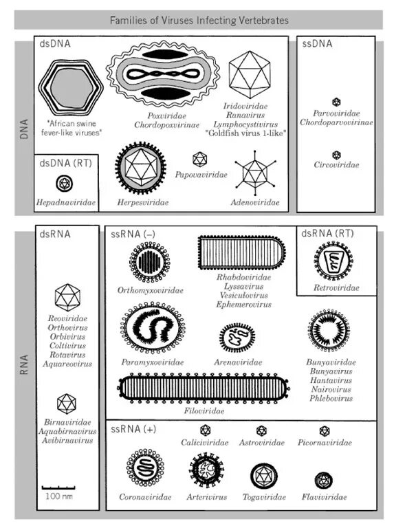 Types of viruses. Classification of viruses. Классификация Балтимора вирусы. Вирусы их классификация SSDNA. Animal classification virus.