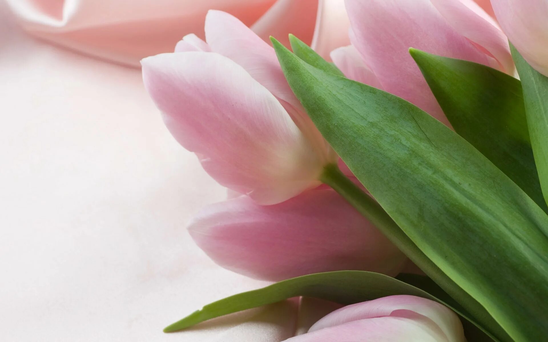 Что значит розовый тюльпан. Нежные тюльпаны. Розовые тюльпаны. Тюльпаны открытка. Красивые нежные тюльпаны.