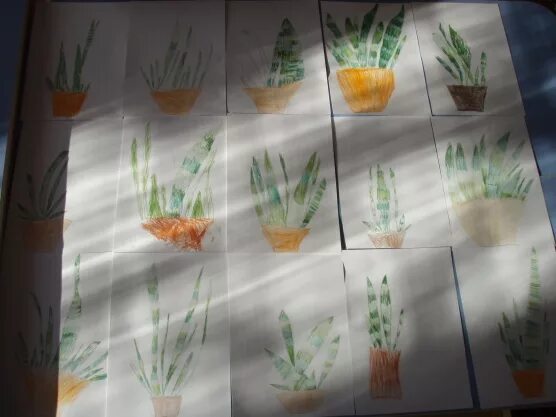 Рисование алоэ в средней группе. Рисование сансевьеры в подготовительной группе. Рисование комнатные растения старшая группа. Рисование в средней группе алое. Рисование алоэ средняя группа.
