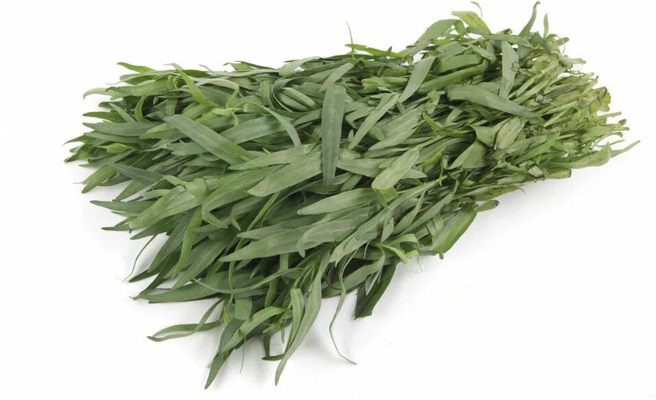 Тархун куст розмарин. Тархун. Розмарин и эстрагон. Декоративное растение похожее на эстрагон. Эстрагон.