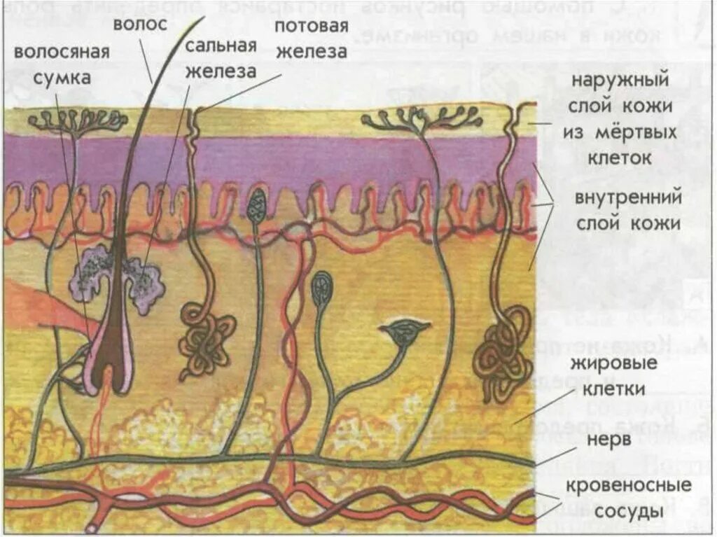 Кожа человека. Строение кожи рисунок. Схема строения кожи. Строение кожи для детей 4 класса.