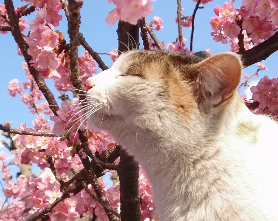 Spring cat show. Весеннее настроение.