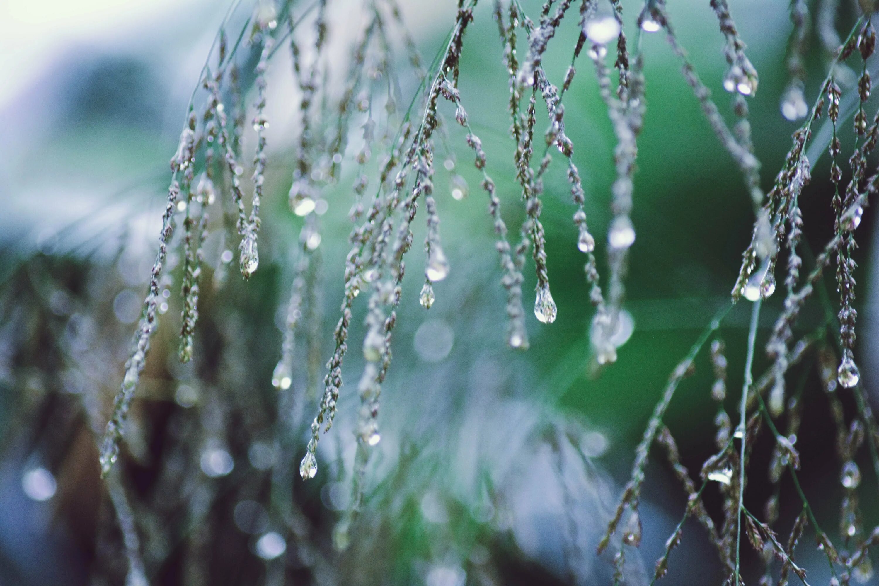 Дождевая капелька. Дождь фото. Природа дождь. Капли дождя. Красивая природа дождь.