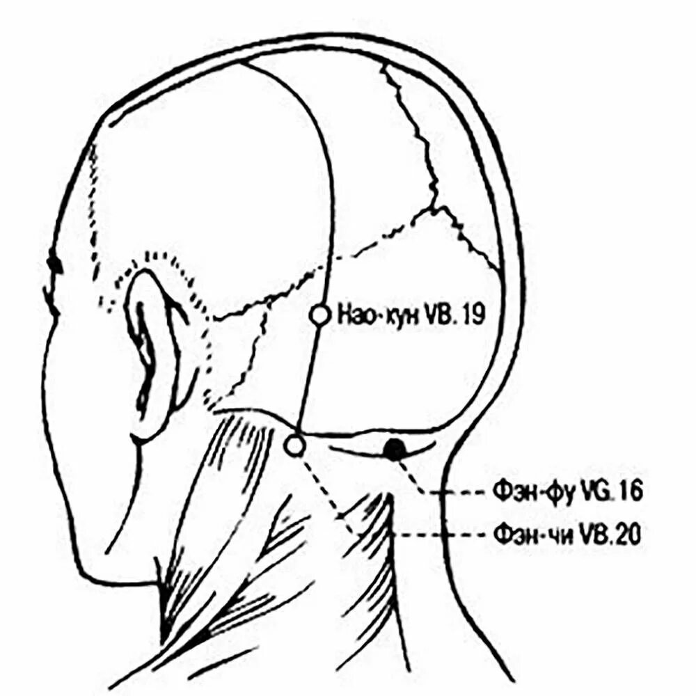 Части затылка. Точки фэн фу и фэн чи. Точка фэн-фу расположение. Массаж точки фэн фу. Точка фэн фу китайская медицина.