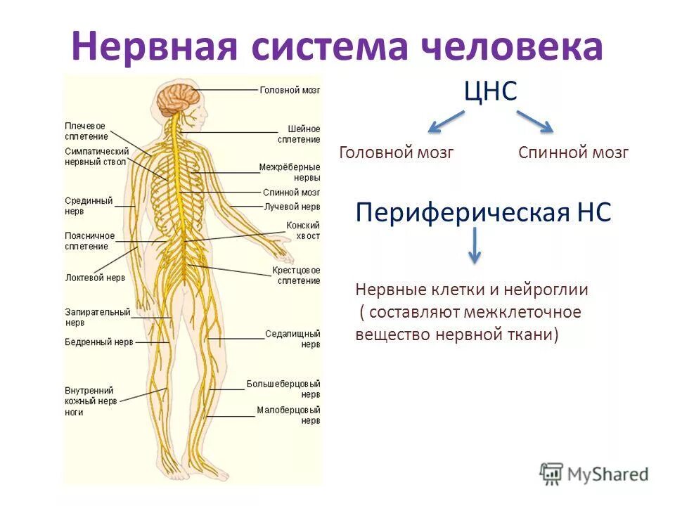 5 строение нервной системы. Общая схема нервной системы человека. нервная система человека анатомия строение. нервная система анатомия схема. нервная система человека схема для детей.