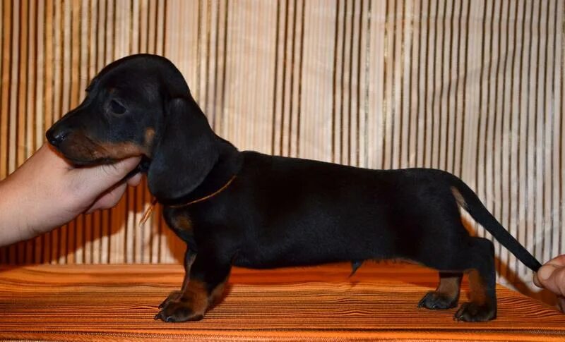 такса авито. чистокровная такса щенок. авито тамбовская область такса. собака такса щенок 8 месяцев. однодневные щенки таксы.