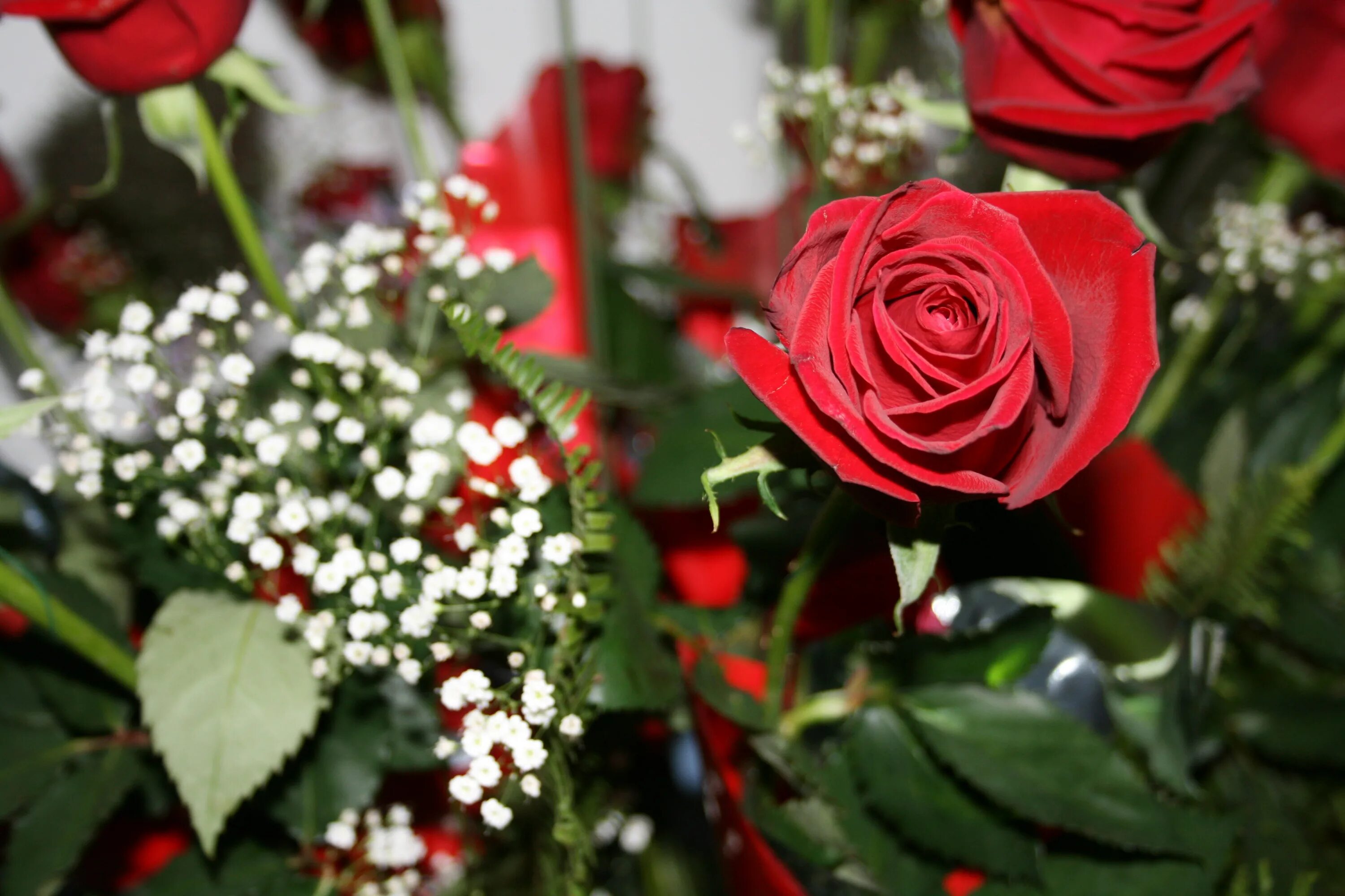 Цветы розы красные. Красивые цветочки розы красные. Красивые мелкие красные розы. Цветы природа букет красный. Фото красных роз хорошего качества.
