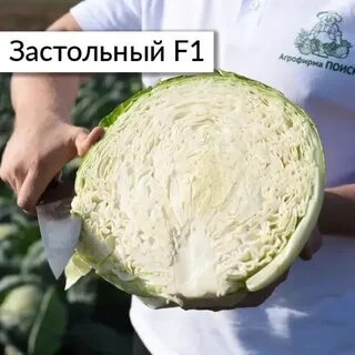 Какой сорт капусты лучше для засолки
