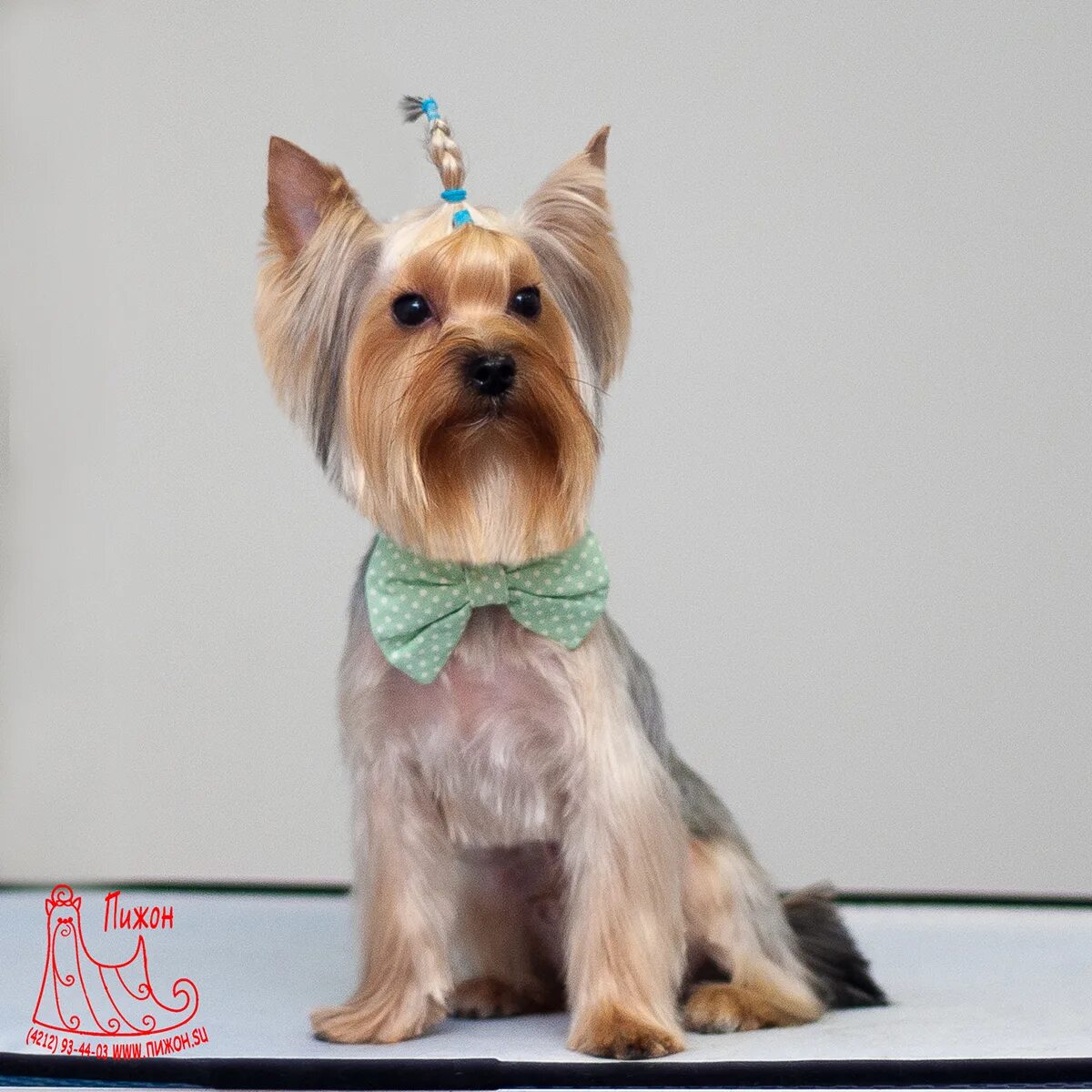 грумминг йоркширского терьера. терьер йоркширский стриженный. стрижка йорка каскад. стрижка йорка девочки видео. стрижка йорка девочки видео.