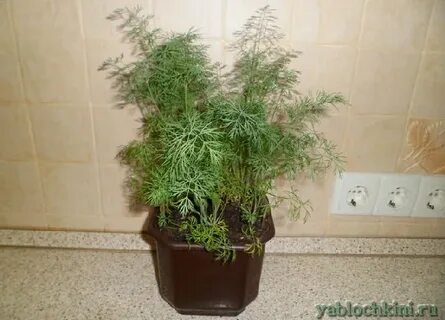 Выращивание укропа на подоконнике зимой