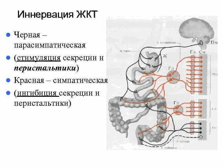 Иннервация толстой кишки схема. Иннервация Толстого кишечника схема. Вегетативная иннервация толстой кишки. Вегетативная иннервация кишечника анатомия.