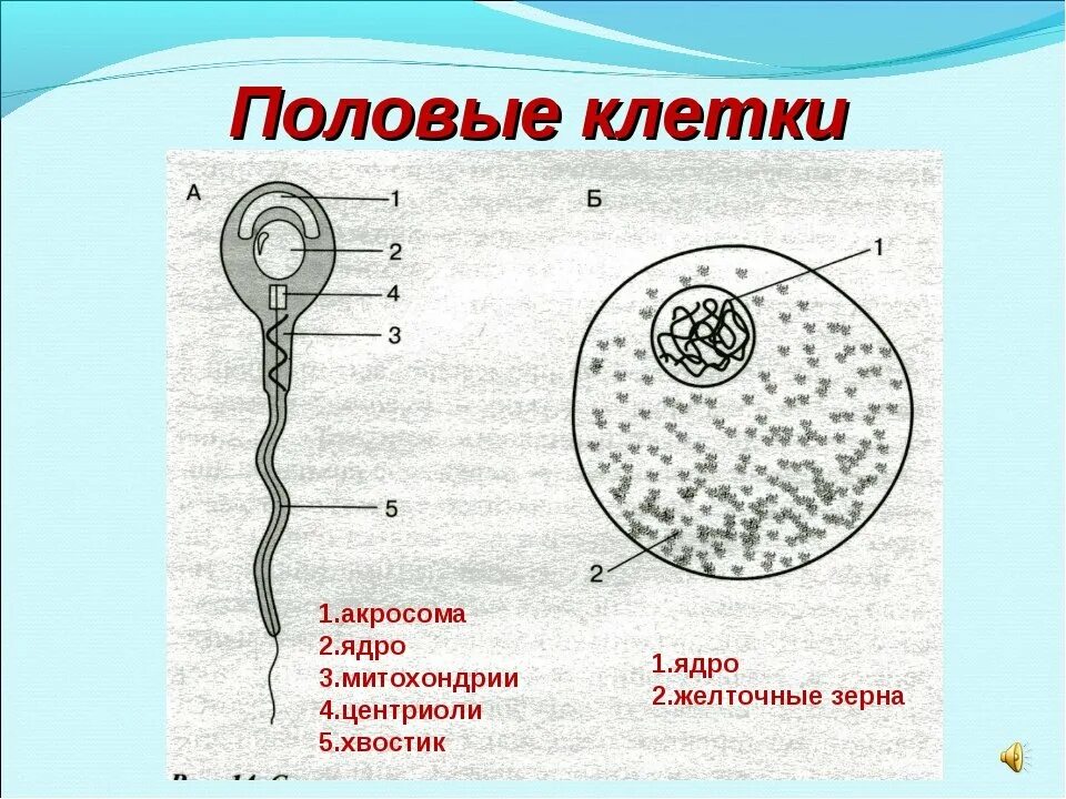 Строение половой клетки яйцеклетки. Строение яйцеклетки и строение сперматозоида. Строение половых клеток яйцеклетка и сперматозоид. Схема строения сперматозоида и яйцеклетки.