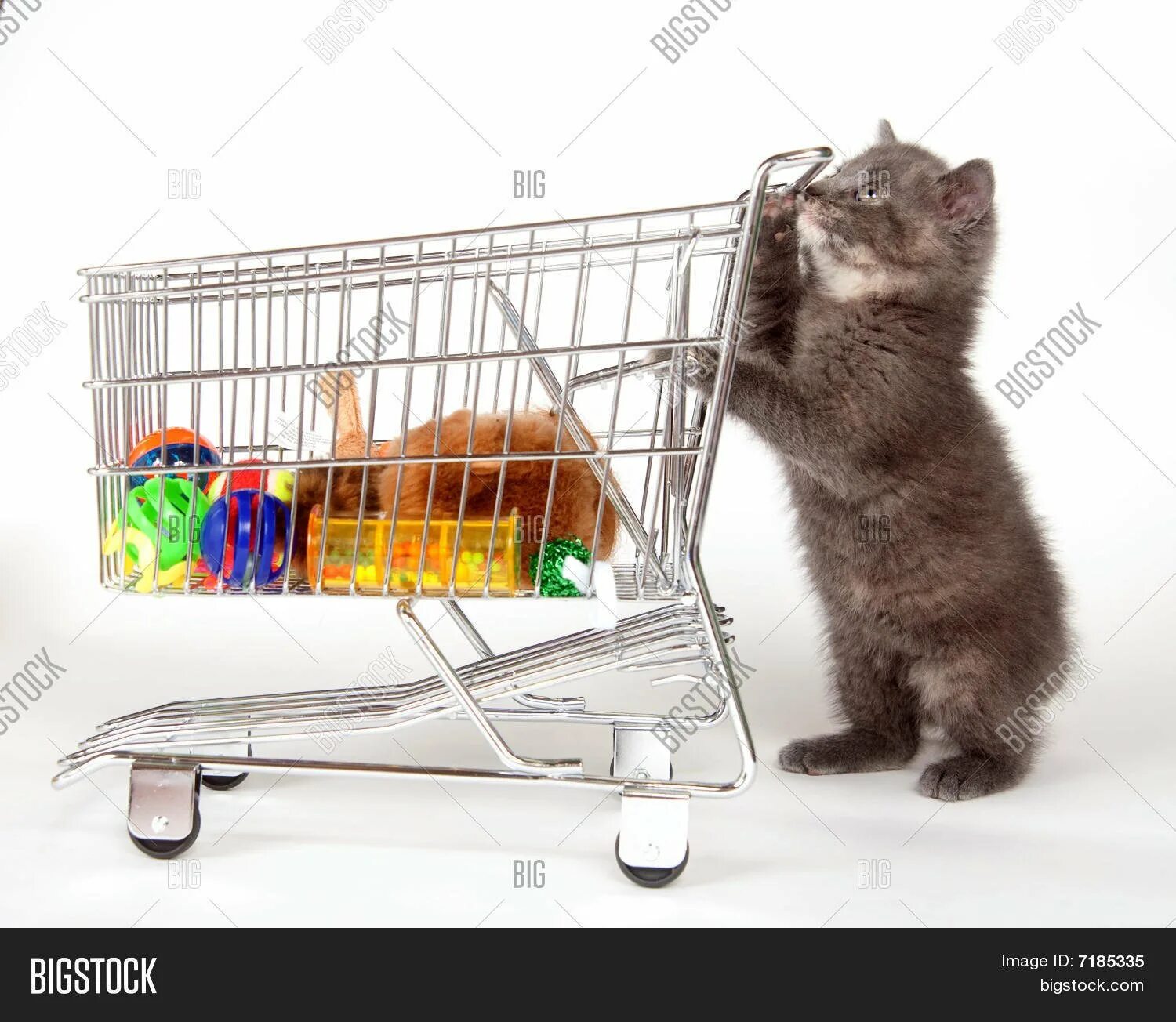 Интернет магазин для кошек нижний новгород. Товары для животных. Кот с тележкой. Зоотовары для животных. Кот в зоомагазине.