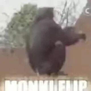 Мем обезьяна где
