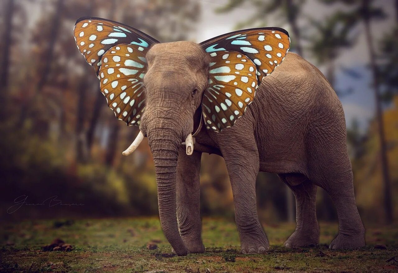 Elephant butterfly. Слон бабочка. Слоновая бабочка. Слоны и бабочки. Лысые животные в природе.