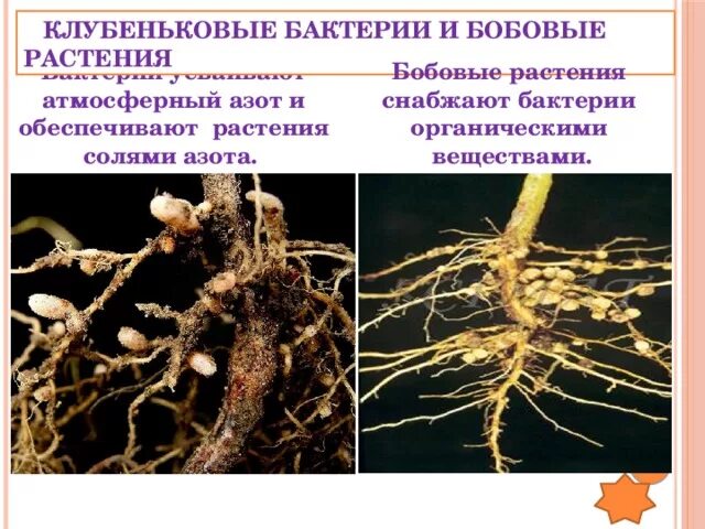 Строение корневой системы бобовых