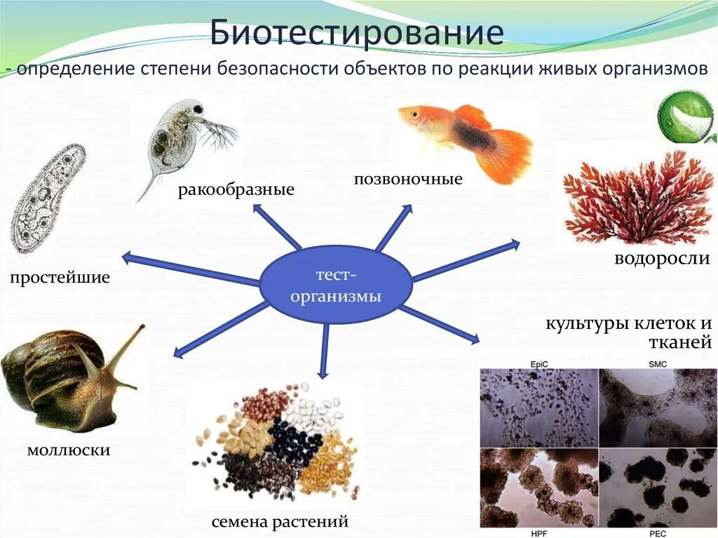 Методики биотестирования (биотесты). Тест-объекты для биотестирования. Методы биоиндикации и биотестирования. Биотестирование тест организмы.