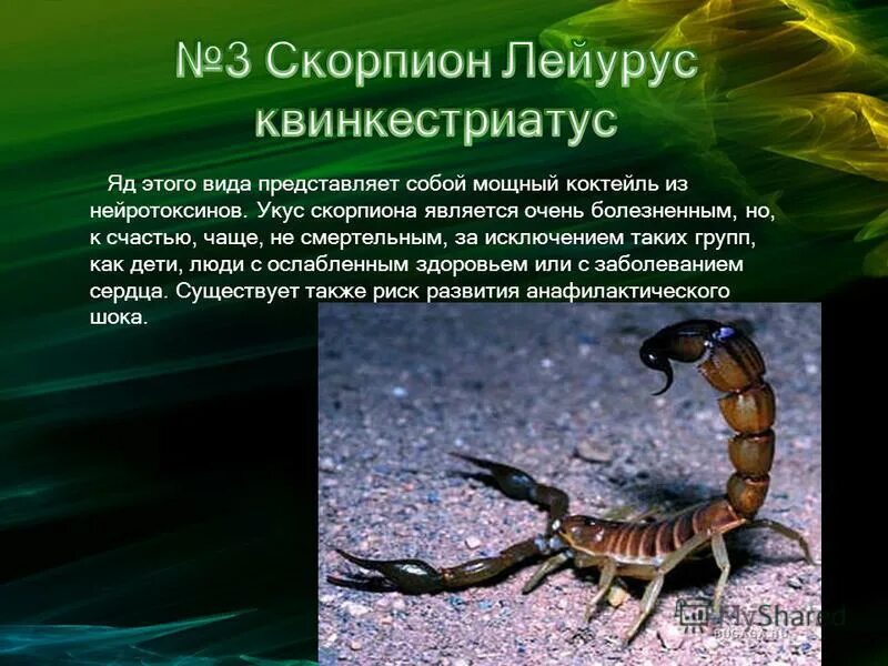 Рассказ о Скорпионе. Сообщение о Скорпионе. Скорпион фото и описание. Рассказ о Скорпионе 4 класс.