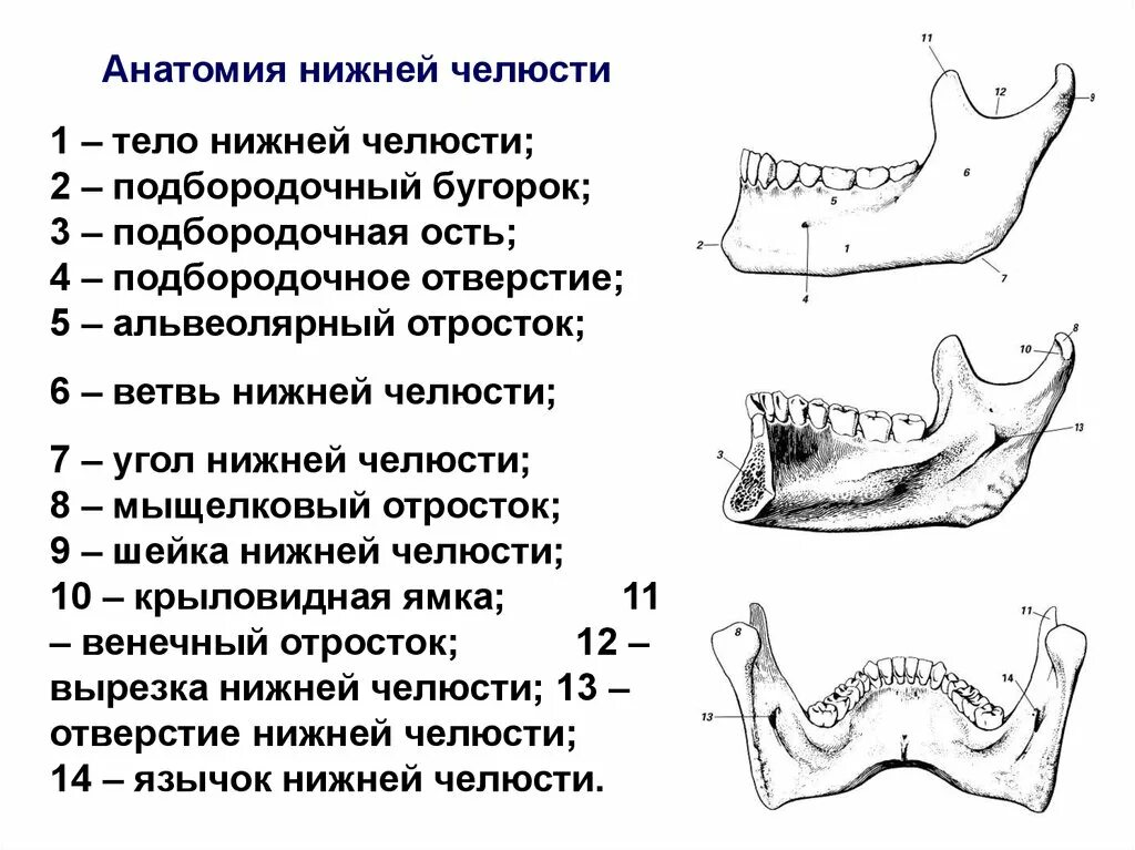 Анатомические образования на теле нижней челюсти. Череп человека нижняя челюсть кость. Нижняя челюсть анатомия СКТ. Мыщелковый отросток нижней челюсти.