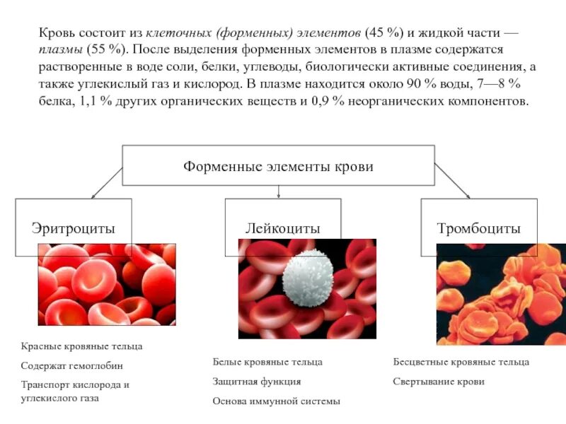 Снижение форменных элементов. Форменные элементы крови физиология. Состав крови клетки крови их строение функции. Состав и функции форменных элементов крови. Кровь состоит из плазмы и клеток крови.