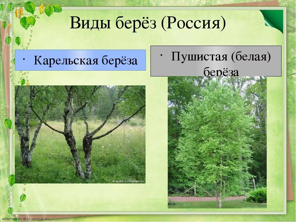 Разновидности березы. Разновидности березы в России. Разные виды берез. Какие березы растут в россии