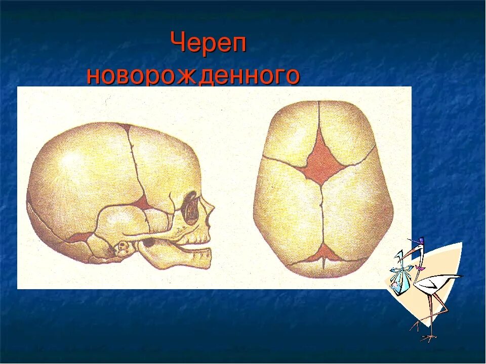 Швы и роднички. Соединение костей черепа роднички. Соединение костей черепа. Череп новорожденного.. Подвижные соединения костей черепа. Тип соединения костей черепа.