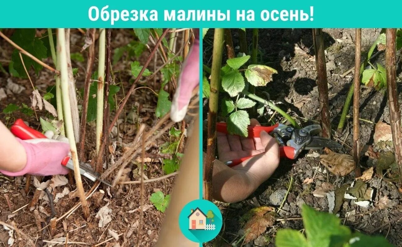 Кусты малины весной. Ремонтантная малина побеги. Подкормка малины после обрезки. Подкормка малины после обрезки. График удобрения ремонтантной малины.