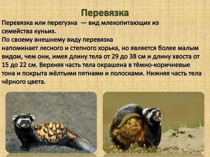 Перевязка занесена в красную книгу или нет