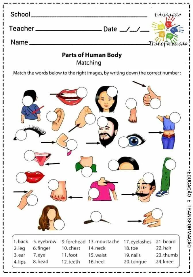 Human matching. Части тела на английском языке упражнения. Упражнения на части тела в английском языке 2 класс. Части тела по англ задания. Упражнения части тела на английском языке для детей.