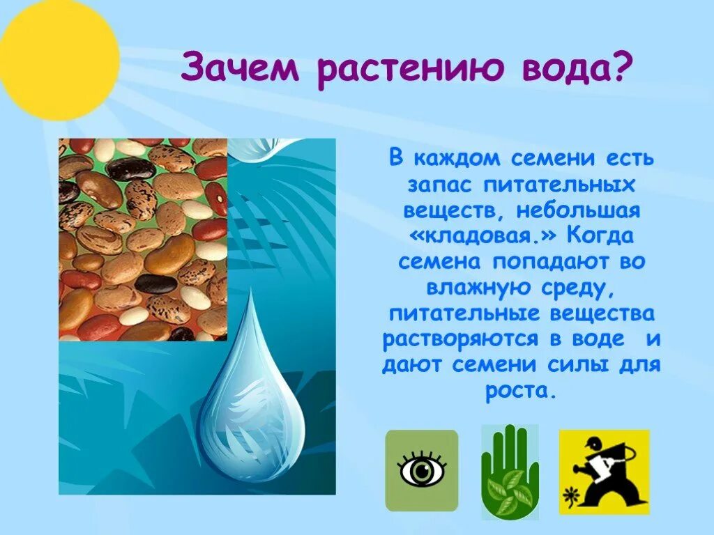 Зачем растениям вода. Зачем растениям нужна вода. Зачем вода растениям для детей. Почему растениям нужна вода.