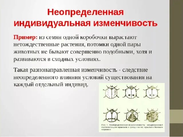 Примеры изменчивости у человека. Определённая изменчивость и Неопределенная изменчивость. Индивидуальная наследственная изменчивость. Индивидуальная изменчивость примеры. Наследственная изменчивость примеры.