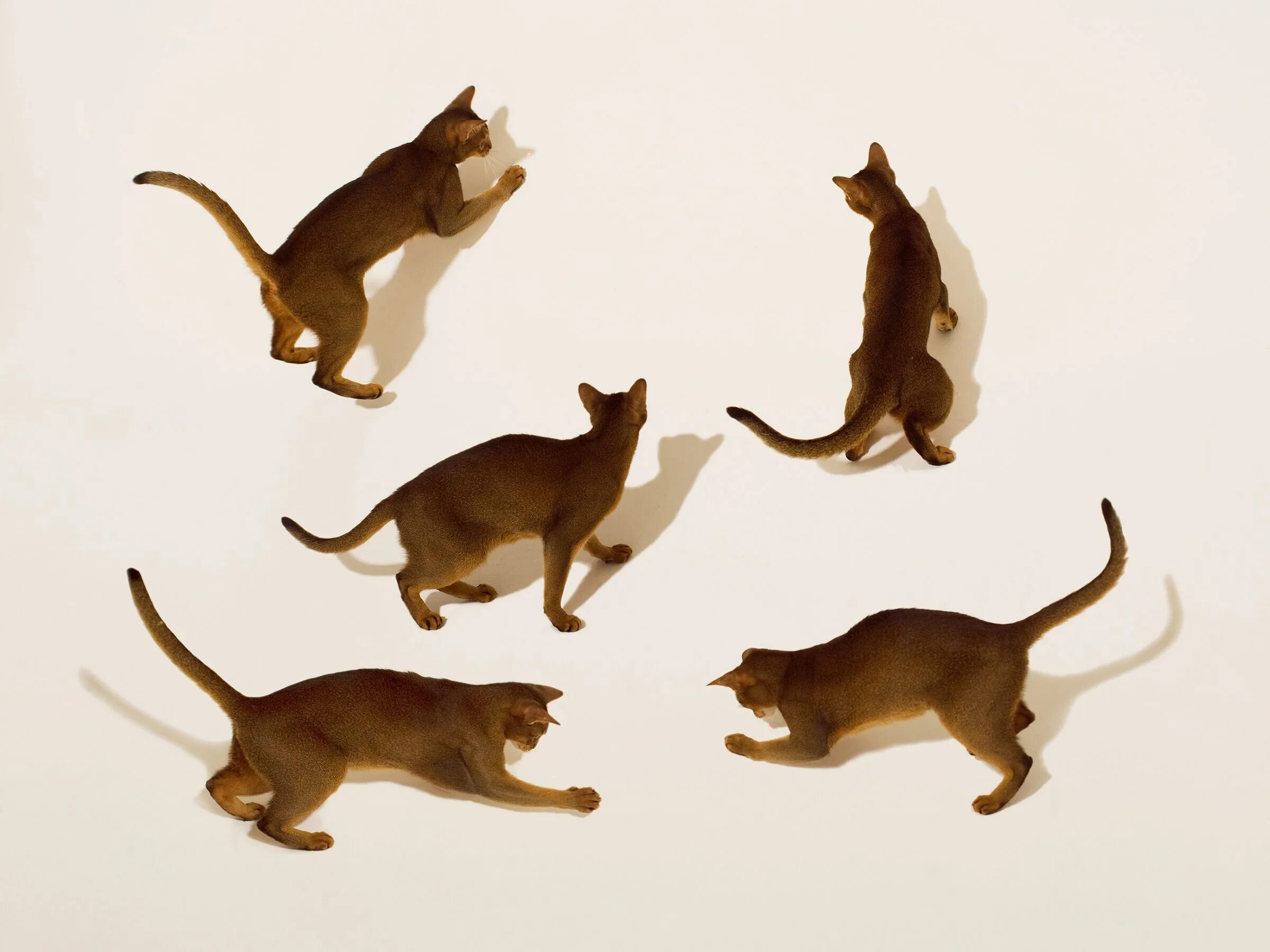 Moving tail. Нейросеть cat. cat move. cat&#039;s tail grow up.