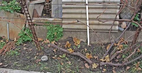 Обрезают ли девичий виноград осенью